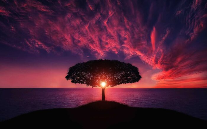 Tree in the middle of the ocean at sunset
