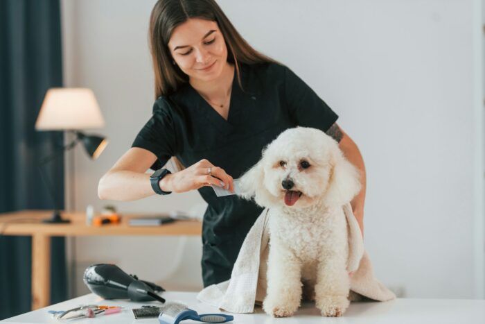 Front view. Cute little dog is in the grooming studio