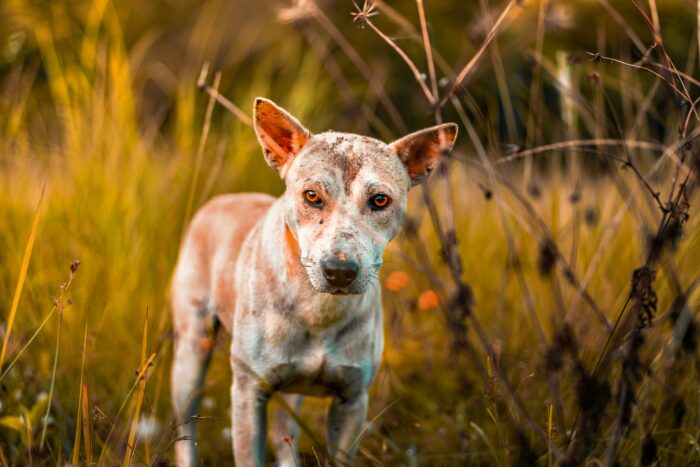 Small dog standing in a field of tall grass