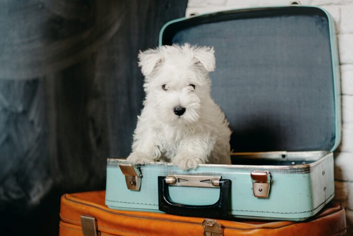 West Highland White Terrier puppy at home. Cute puppy. Kennel. Dog litter