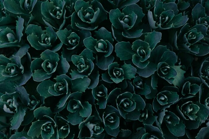 Close up of a green plant